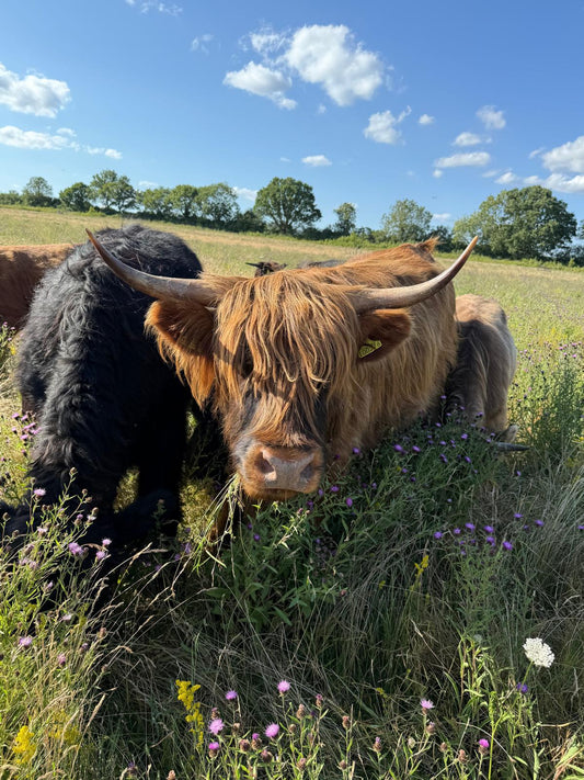 Holdfast Estate: Leading the Revival of Natural British Beef Through Regenerative Farming