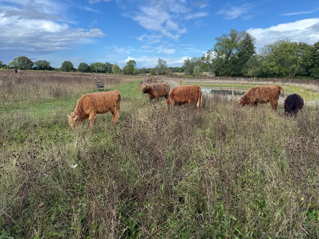 Why Land Matters: Growing Holdfast Estate the Right Way